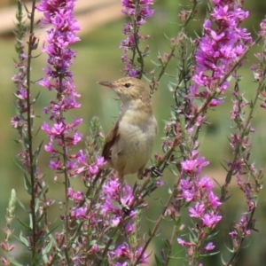 Acrocephalus australis at Fyshwick, ACT - 28 Jan 2022