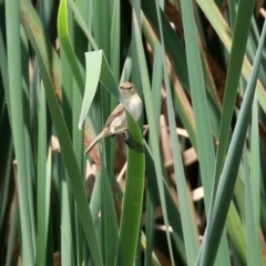 Acrocephalus australis at Fyshwick, ACT - 28 Jan 2022