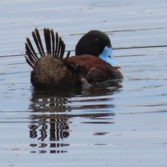 Oxyura australis (Blue-billed Duck) at Jerrabomberra Wetlands - 28 Jan 2022 by RodDeb