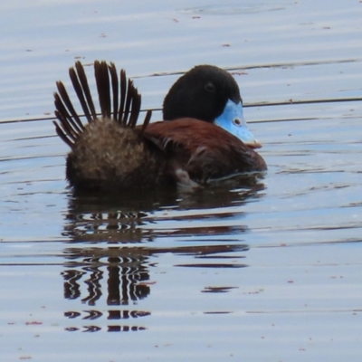 Oxyura australis (Blue-billed Duck) at Jerrabomberra Wetlands - 28 Jan 2022 by RodDeb