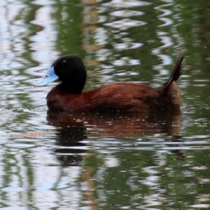 Oxyura australis at Fyshwick, ACT - 28 Jan 2022