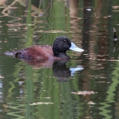 Oxyura australis at Fyshwick, ACT - 28 Jan 2022