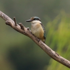 Todiramphus sanctus (Sacred Kingfisher) at Fyshwick, ACT - 28 Jan 2022 by RodDeb