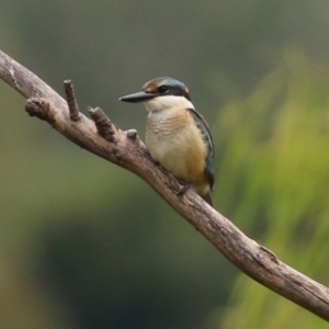 Todiramphus sanctus at Fyshwick, ACT - 28 Jan 2022 01:30 PM