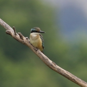 Todiramphus sanctus at Fyshwick, ACT - 28 Jan 2022