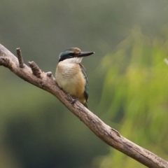 Todiramphus sanctus at Fyshwick, ACT - 28 Jan 2022