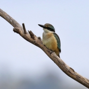 Todiramphus sanctus at Fyshwick, ACT - 28 Jan 2022 01:30 PM