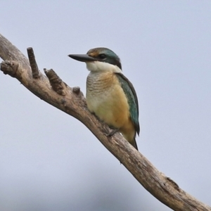 Todiramphus sanctus at Fyshwick, ACT - 28 Jan 2022