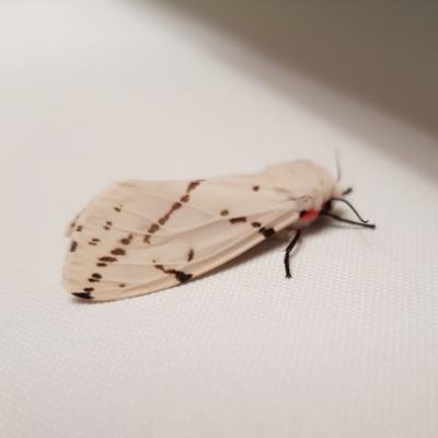 Ardices canescens (Dark-spotted Tiger Moth) at Kambah, ACT - 28 Jan 2022 by MatthewFrawley