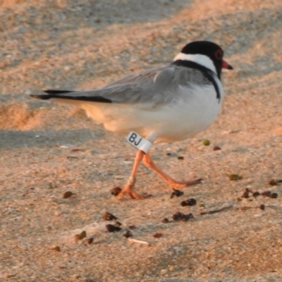 Charadrius rubricollis (Hooded Plover) at Connewarre, VIC by GlossyGal