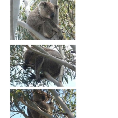 Phascolarctos cinereus (Koala) at Queanbeyan East, NSW - 15 Dec 2021 by DonFletcher