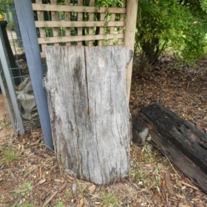 Termitoidae (informal group) at McKellar, ACT - 29 Jan 2022