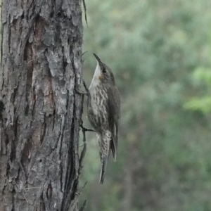 Cormobates leucophaea at Coree, ACT - 29 Jan 2022