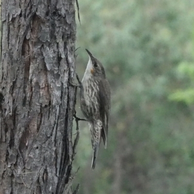 Cormobates leucophaea (White-throated Treecreeper) at Coree, ACT - 28 Jan 2022 by wombey