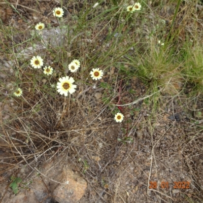 Tolpis barbata (Yellow Hawkweed) at Stromlo, ACT - 27 Jan 2022 by GirtsO