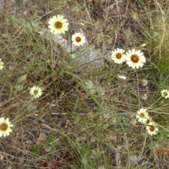 Tolpis barbata at Stromlo, ACT - 28 Jan 2022