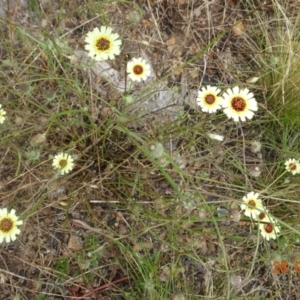 Tolpis barbata at Stromlo, ACT - 28 Jan 2022