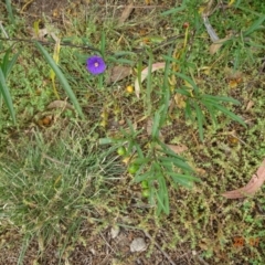 Solanum linearifolium (Kangaroo Apple) at Stromlo, ACT - 28 Jan 2022 by GirtsO