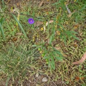 Solanum linearifolium at Stromlo, ACT - 28 Jan 2022