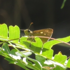 Timoconia flammeata (Bright Shield-skipper) at Cotter River, ACT - 27 Jan 2022 by Christine