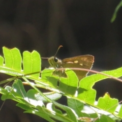 Timoconia flammeata at Cotter River, ACT - 27 Jan 2022 02:52 PM