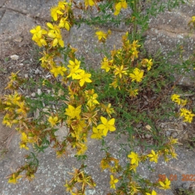 Hypericum perforatum (St John's Wort) at Stromlo, ACT - 27 Jan 2022 by GirtsO