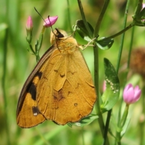 Heteronympha solandri at Cotter River, ACT - 27 Jan 2022