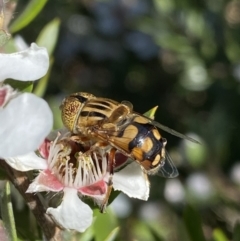 Eristalinus punctulatus (Golden Native Drone Fly) at Jagungal Wilderness, NSW - 22 Jan 2022 by NedJohnston