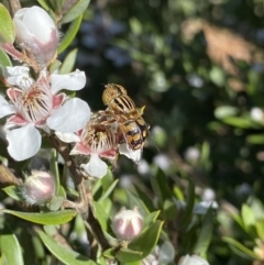 Eristalinus punctulatus at Jagungal Wilderness, NSW - 22 Jan 2022 09:04 AM