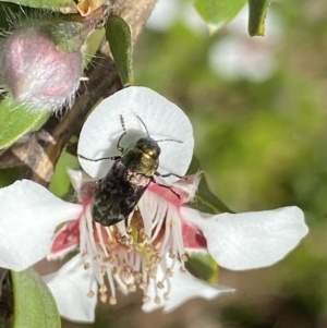 Diphucrania cupripennis at Jagungal Wilderness, NSW - 22 Jan 2022