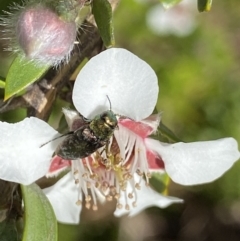 Diphucrania cupripennis at Jagungal Wilderness, NSW - 22 Jan 2022