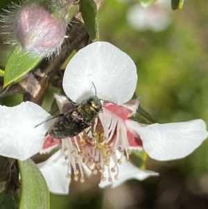 Diphucrania cupripennis at Jagungal Wilderness, NSW - 22 Jan 2022