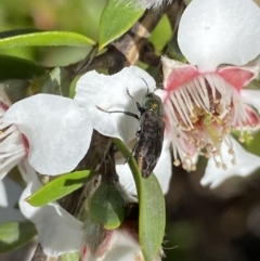 Diphucrania cupripennis at Jagungal Wilderness, NSW - 22 Jan 2022