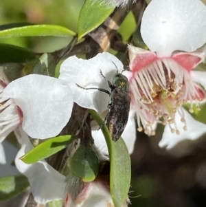 Diphucrania cupripennis at Jagungal Wilderness, NSW - 22 Jan 2022