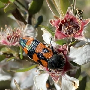 Castiarina delectabilis at Jagungal Wilderness, NSW - 22 Jan 2022