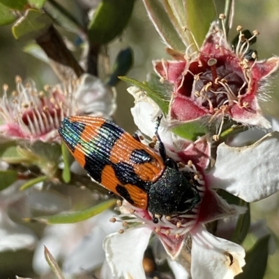 Castiarina delectabilis (A jewel beetle) at Kosciuszko National Park - 21 Jan 2022 by Ned_Johnston