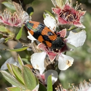 Castiarina delectabilis at Jagungal Wilderness, NSW - 22 Jan 2022