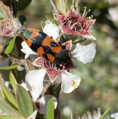 Castiarina delectabilis at Jagungal Wilderness, NSW - 22 Jan 2022