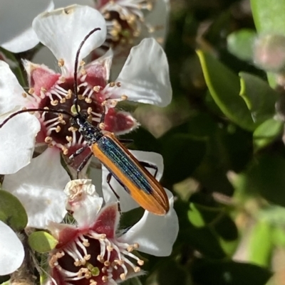 Stenoderus suturalis (Stinking Longhorn) at Jagungal Wilderness, NSW - 22 Jan 2022 by NedJohnston