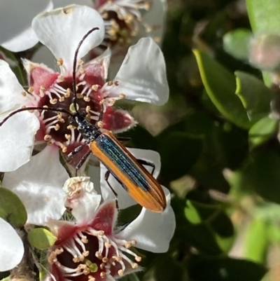 Stenoderus suturalis (Stinking Longhorn) at Jagungal Wilderness, NSW - 21 Jan 2022 by Ned_Johnston