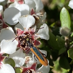 Stenoderus suturalis at Jagungal Wilderness, NSW - 22 Jan 2022