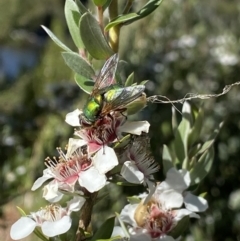 Unidentified True fly (Diptera) at Kosciuszko National Park - 21 Jan 2022 by Ned_Johnston