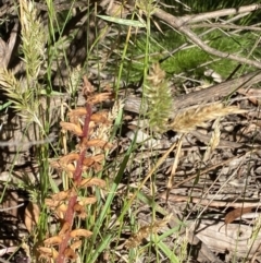 Orobanche minor (Broomrape) at Jagungal Wilderness, NSW - 22 Jan 2022 by NedJohnston