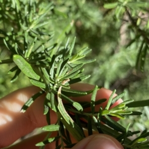 Cassinia aculeata subsp. aculeata at Jagungal Wilderness, NSW - 22 Jan 2022