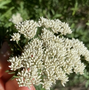 Cassinia aculeata subsp. aculeata at Jagungal Wilderness, NSW - 22 Jan 2022