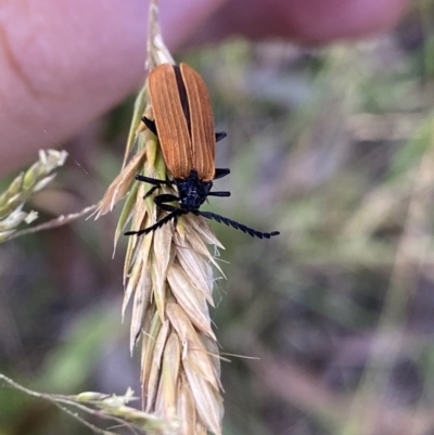 Porrostoma rhipidium (Long-nosed Lycid (Net-winged) beetle) at Jagungal Wilderness, NSW - 21 Jan 2022 by Ned_Johnston
