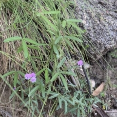 Glycine microphylla at Jagungal Wilderness, NSW - 21 Jan 2022