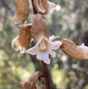 Gastrodia procera at Jagungal Wilderness, NSW - 21 Jan 2022