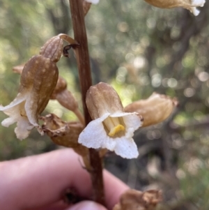 Gastrodia procera at Jagungal Wilderness, NSW - 21 Jan 2022