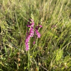 Spiranthes australis (Austral Ladies Tresses) at Jagungal Wilderness, NSW - 21 Jan 2022 by NedJohnston